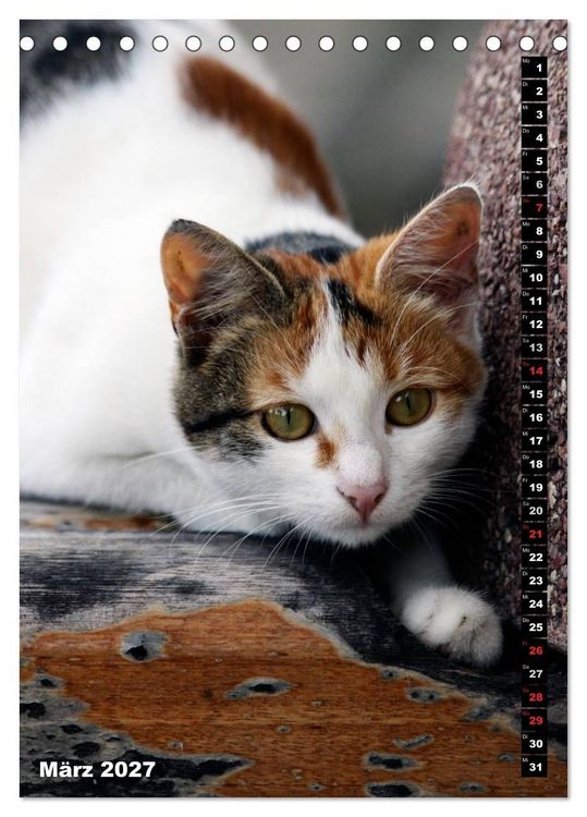 Produktbild: Istanbuls Katzen (Tischkalender 2027 DIN A5 hoch), CALVENDO Monatskalender