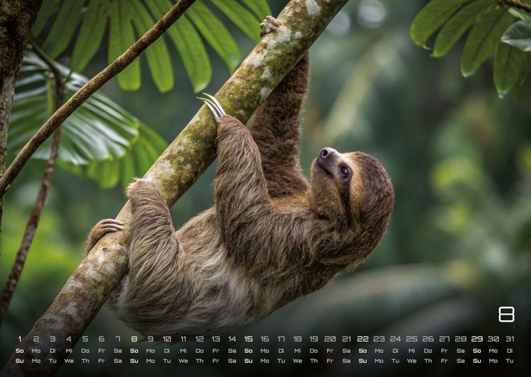 Produktbild: Faultiere &ndash; Chill mal! - 2027 - Kalender DIN A2