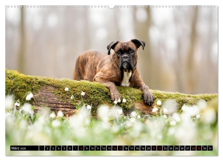 Produktbild: K&auml;the - ein Boxer mit Charme (Wandkalender 2026 DIN A2 quer), CALVENDO Monatskalender