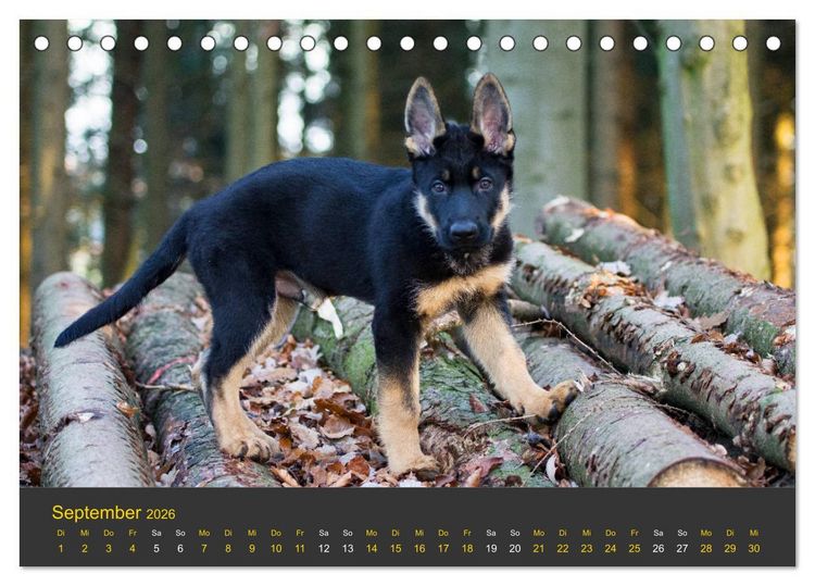 Produktbild: Deutscher Sch&auml;ferhund-Welpe - aus der Ostdeutschen Arbeitslinie (Tischkalender 2026 DIN A5 quer), CALVENDO Monatskalender