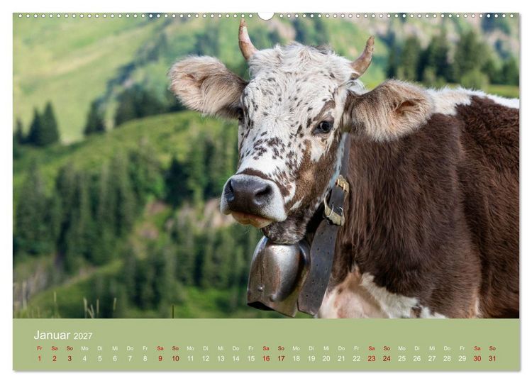 Produktbild: Allg&auml;uer Rindvieh 2027 (hochwertiger Premium Wandkalender 2027 DIN A2 quer), Kunstdruck in Hochglanz