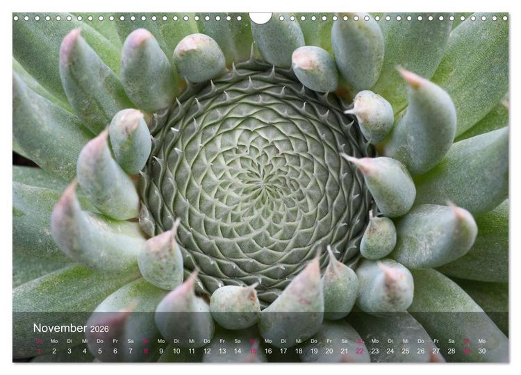 Produktbild: Sukkulenten in Haus und Garten (Wandkalender 2026 DIN A3 quer), CALVENDO Monatskalender