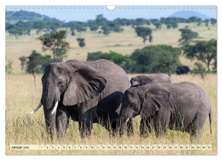 Produktbild: Elefanten - Sanfte Riesen Afrikas (Wandkalender 2026 DIN A3 quer), CALVENDO Monatskalender