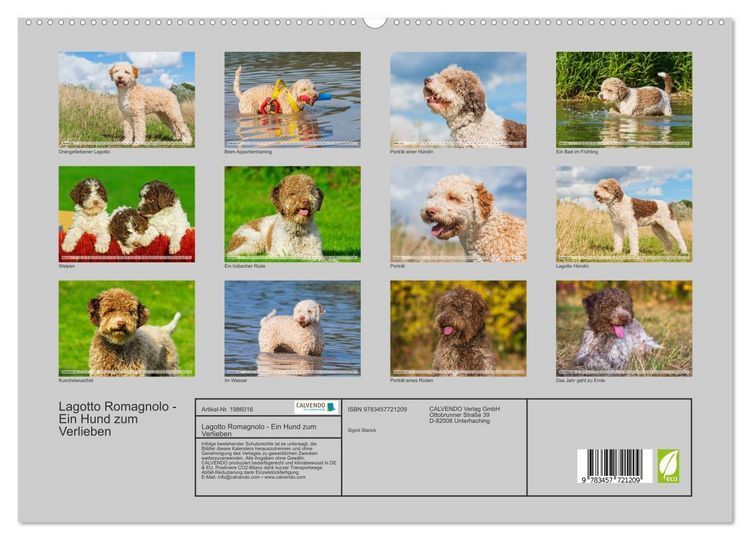 Produktbild: Lagotto Romagnolo - Ein Hund zum Verlieben (hochwertiger Premium Wandkalender 2026 DIN A2 quer), Kunstdruck in Hochglanz