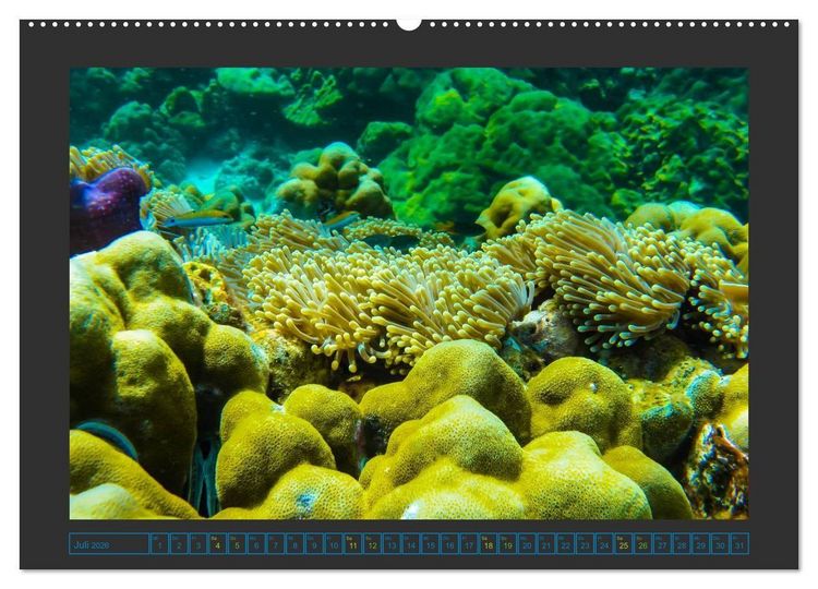 Produktbild: Unterwasserwelt - Das Leben am Korallenriff (hochwertiger Premium Wandkalender 2026 DIN A2 quer), Kunstdruck in Hochglanz