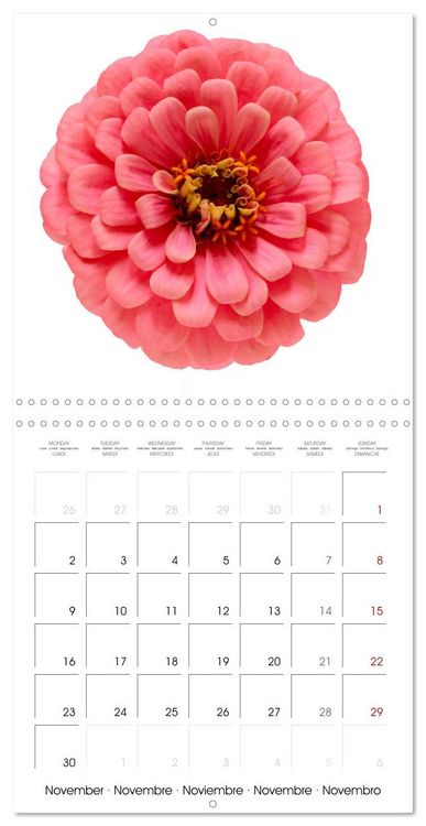 Produktbild: Beautiful Zinnias (Wall Calendar 2026 12 &times; 12 Inch) CALVENDO 12 Month Wall Calendar