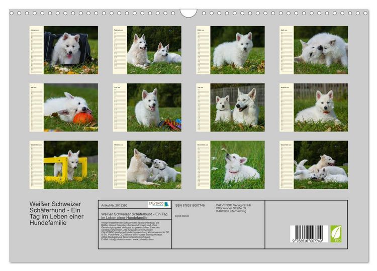 Produktbild: Wei&szlig;er Schweizer Sch&auml;ferhund - Ein Tag im Leben einer Hundefamilie (Wandkalender 2026 DIN A3 quer), CALVENDO Monatskalender