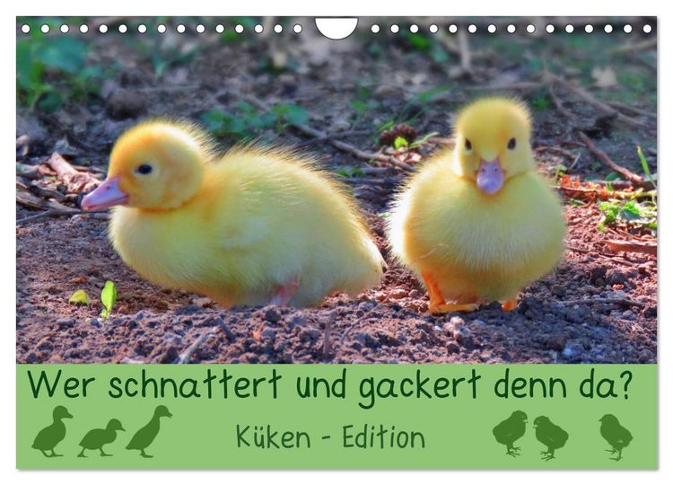 Produktbild: Wer schnattert und gackert denn da? - K&uuml;ken-Edition (Wandkalender 2026 DIN A4 quer), CALVENDO Monatskalender