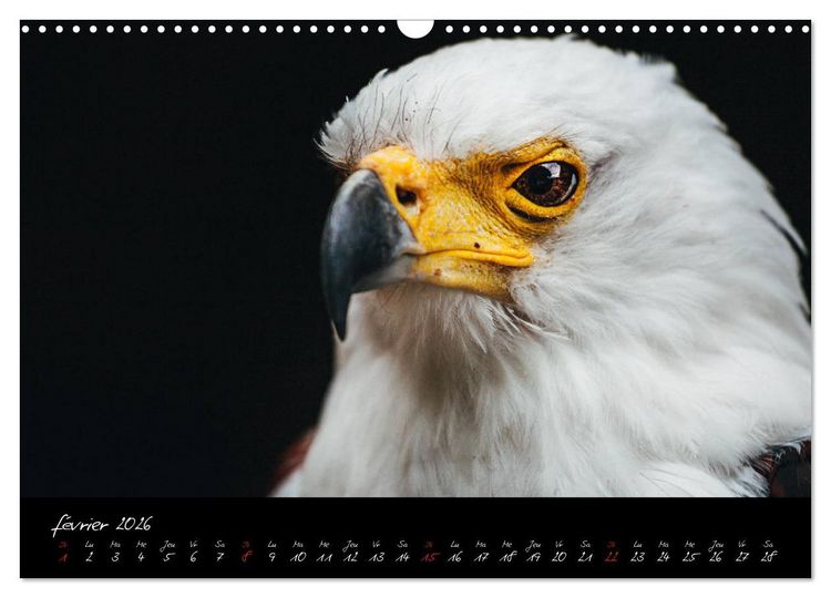Produktbild: FACES DE RAPACES (Calendrier mural 2026 DIN A3 vertical), CALVENDO calendrier mensuel