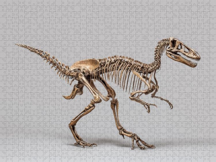 Produktbild: CALVENDO Puzzle Dinosaurier Velociraptor-Skelett - kleiner Raubsaurier mit langen Krallen | 1000 Teile Lege-Gr&ouml;&szlig;e 64x48cm Foto-Puzzle f&uuml;r gl&uuml;ckliche S