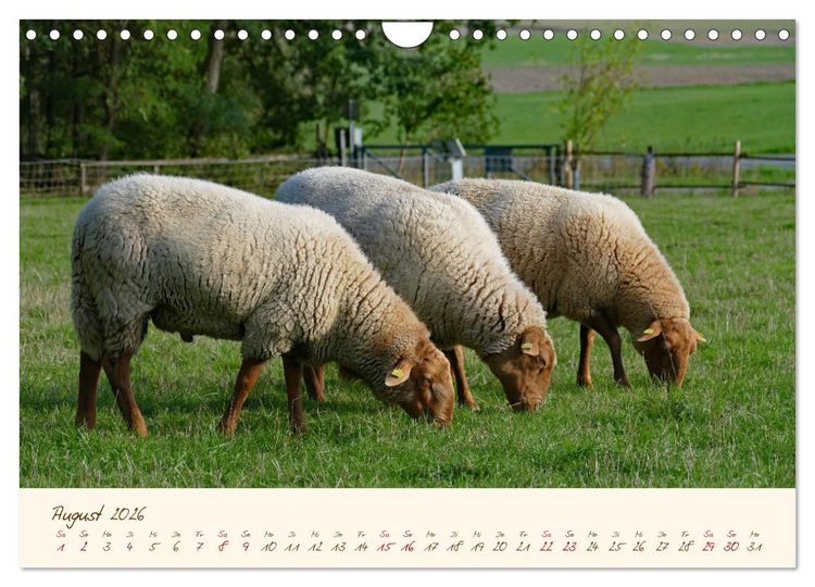 Produktbild: Coburger Fuchsschaf (Wandkalender 2026 DIN A4 quer), CALVENDO Monatskalender