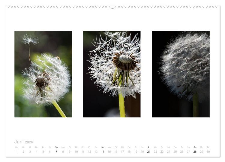 Produktbild: Blumen Trilogien (Wandkalender 2026 DIN A2 quer), CALVENDO Monatskalender
