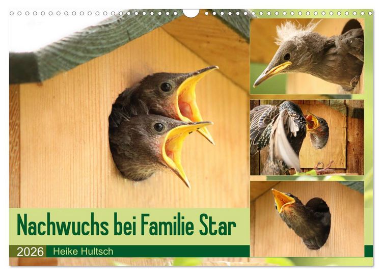 Produktbild: Nachwuchs bei Familie Star (Wandkalender 2026 DIN A3 quer), CALVENDO Monatskalender