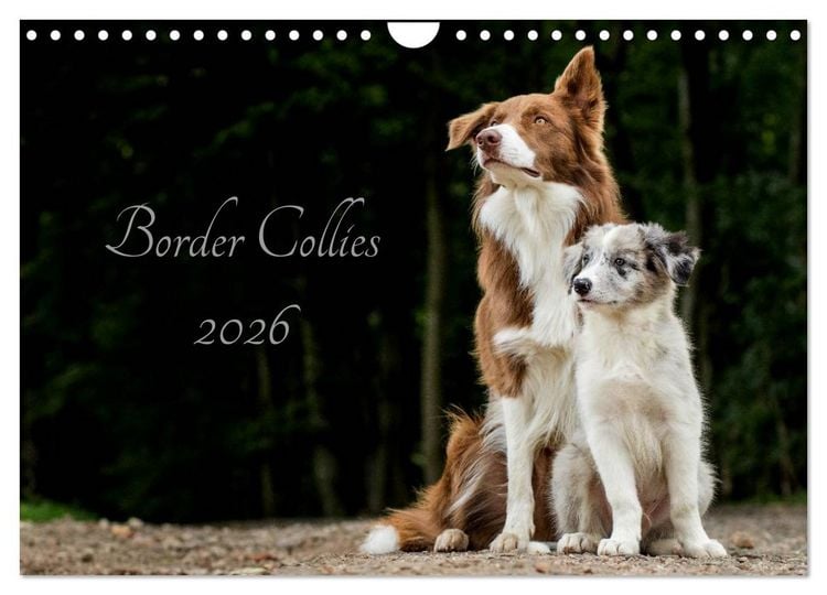 Produktbild: Border Collies 2026 (Wandkalender 2026 DIN A4 quer), CALVENDO Monatskalender
