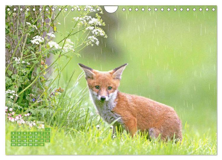 Produktbild: Der Fuchs: Kluger J&auml;ger (Wandkalender 2026 DIN A4 quer), CALVENDO Monatskalender