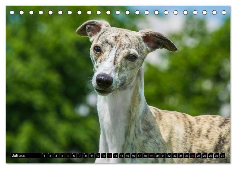 Produktbild: Schnell wie der Wind - Whippet (Tischkalender 2026 DIN A5 quer), CALVENDO Monatskalender