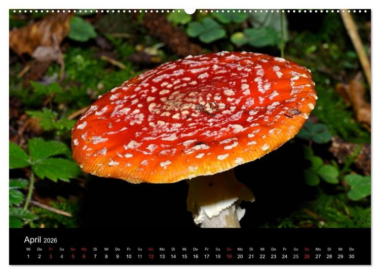 Produktbild: Pilze, Pilze (hochwertiger Premium Wandkalender 2026 DIN A2 quer), Kunstdruck in Hochglanz
