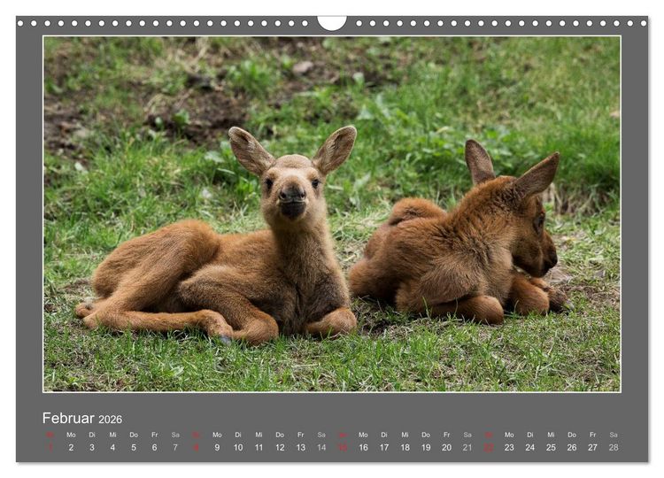 Produktbild: Tierbabys 2026 (Wandkalender 2026 DIN A3 quer), CALVENDO Monatskalender