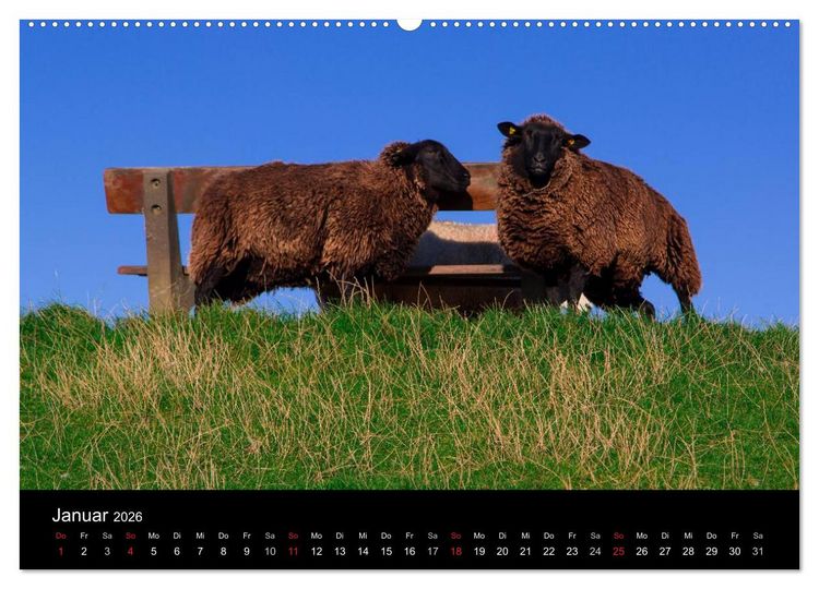 Produktbild: Pellworm 2026 (Wandkalender 2026 DIN A2 quer), CALVENDO Monatskalender