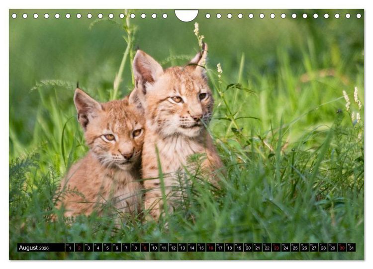 Produktbild: Luchskinder (Wandkalender 2026 DIN A4 quer), CALVENDO Monatskalender