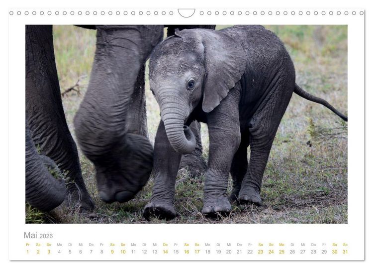 Produktbild: Ein L&auml;cheln f&uuml;r die Tierwelt (Wandkalender 2026 DIN A3 quer), CALVENDO Monatskalender