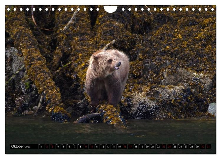 Produktbild: Grizzlys und Geisterb&auml;ren - Glendale Cove, Kanada (Wandkalender 2027 DIN A4 quer), CALVENDO Monatskalender