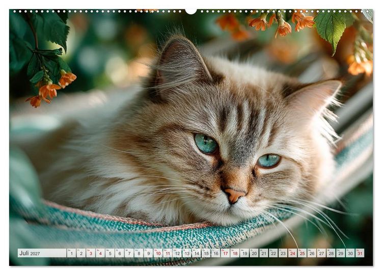 Produktbild: Katzen - Jeder Moment ein Abenteuer (hochwertiger Premium Wandkalender 2027 DIN A2 quer), Kunstdruck in Hochglanz