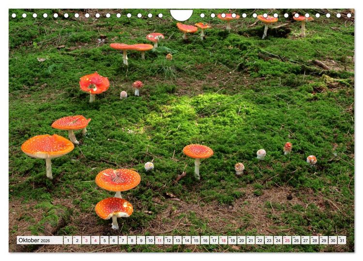 Produktbild: Pilze - tolle Funde (Wandkalender 2026 DIN A4 quer), CALVENDO Monatskalender