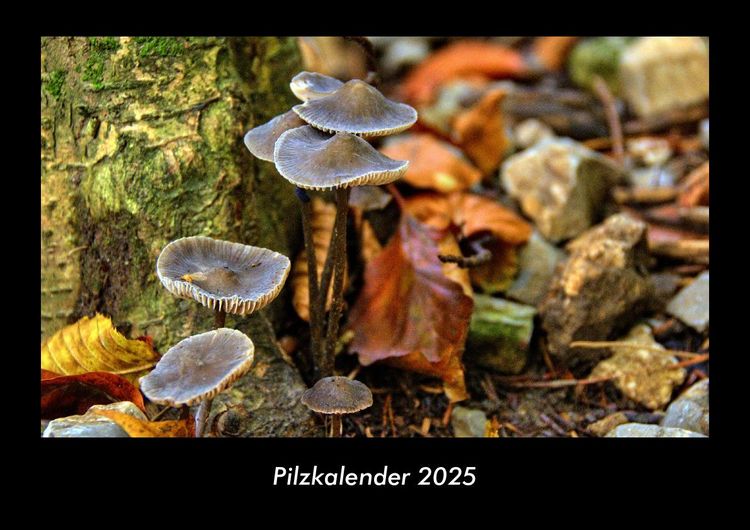 Produktbild: Pilzkalender 2025 Fotokalender DIN A3