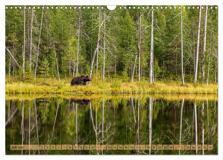 Produktbild: Wildes Finnland (Wandkalender 2026 DIN A3 quer), CALVENDO Monatskalender