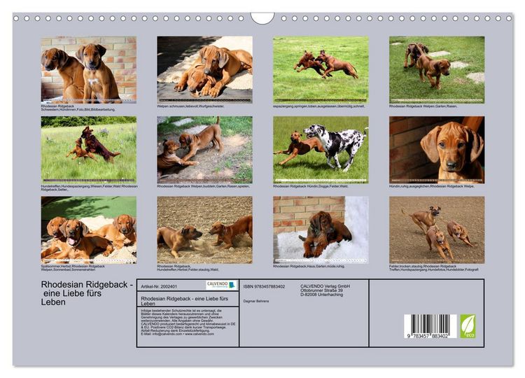 Produktbild: Rhodesian Ridgeback - eine Liebe f&uuml;rs Leben (Wandkalender 2026 DIN A3 quer), CALVENDO Monatskalender