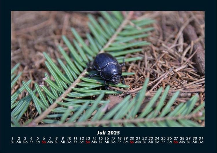 Produktbild: Waldbewohner 2025 Fotokalender DIN A4