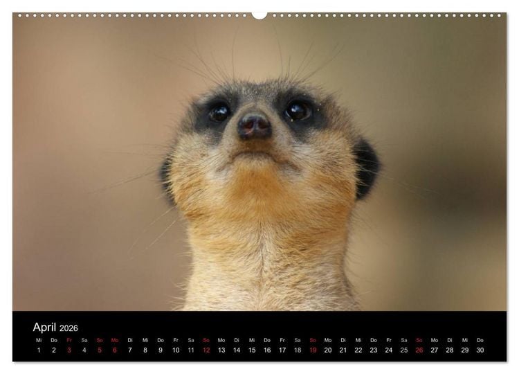 Produktbild: Erdm&auml;nnchen &ndash; Zusammen sind wir stark / CH-Version (Wandkalender 2026 DIN A2 quer), CALVENDO Monatskalender