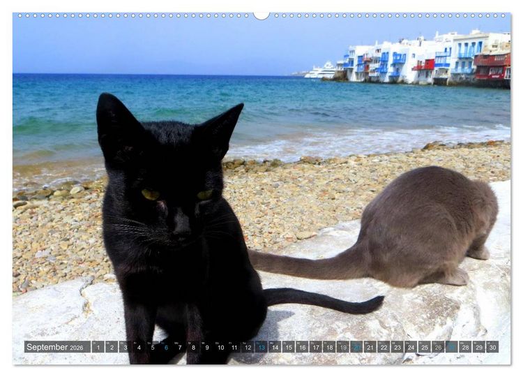 Produktbild: SAMTPFOTEN auf Mykonos (Wandkalender 2026 DIN A2 quer), CALVENDO Monatskalender