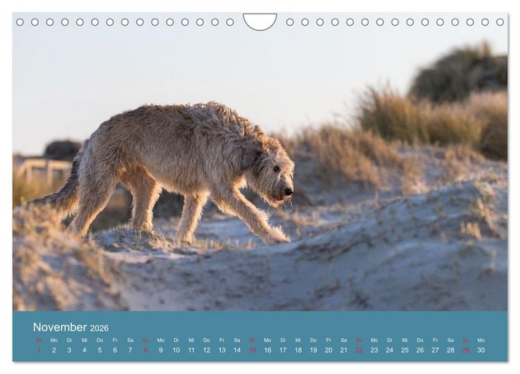 Produktbild: Irische Wolfshunde (Wandkalender 2026 DIN A4 quer), CALVENDO Monatskalender