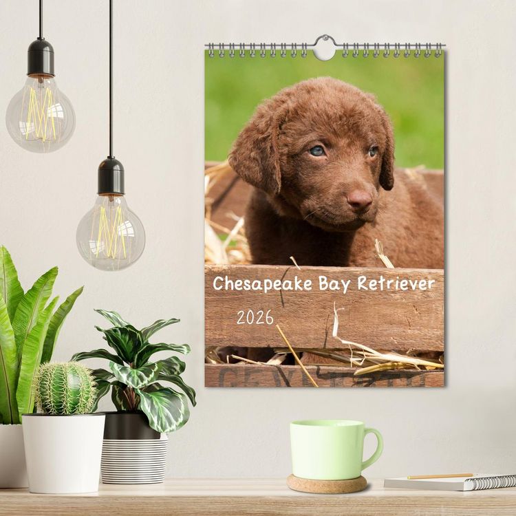 Produktbild: Chesapeake Bay Retriever 2026 (Wandkalender 2026 DIN A4 hoch), CALVENDO Monatskalender