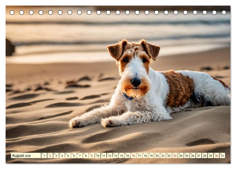 Produktbild: Drahthaar-Foxterrier (Tischkalender 2026 DIN A5 quer), CALVENDO Monatskalender