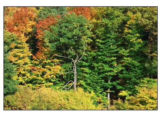 Produktbild: Herbstfarben (Tischaufsteller DIN A5 quer)