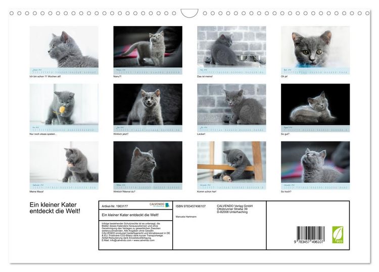 Produktbild: Ein kleiner Kater entdeckt die Welt! (Wandkalender 2026 DIN A3 quer), CALVENDO Monatskalender