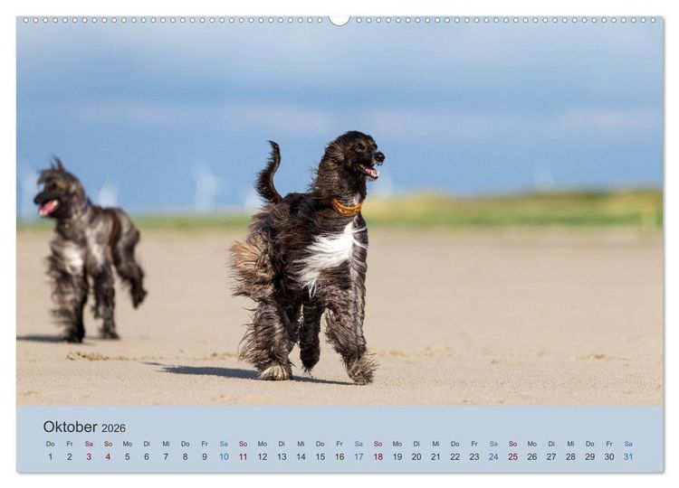 Produktbild: AFGHANISCHE WINDHUNDE 2026 (hochwertiger Premium Wandkalender 2026 DIN A2 quer), Kunstdruck in Hochglanz