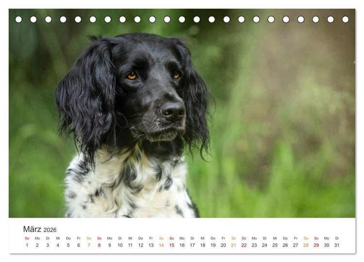 Produktbild: Treue Jagdgef&auml;hrten - Jagdhunderassen im Portrait (Tischkalender 2026 DIN A5 quer), CALVENDO Monatskalender