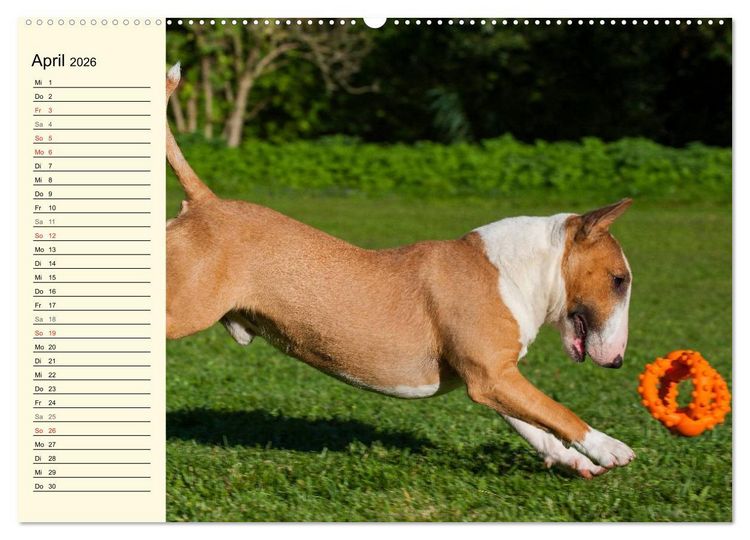 Produktbild: Bullterrier (hochwertiger Premium Wandkalender 2026 DIN A2 quer), Kunstdruck in Hochglanz
