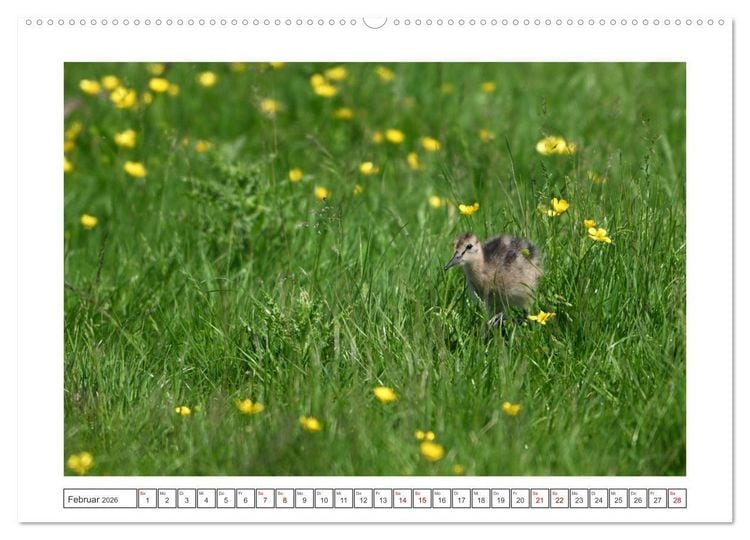 Produktbild: Die bedrohten Uferschnepfen (hochwertiger Premium Wandkalender 2026 DIN A2 quer), Kunstdruck in Hochglanz