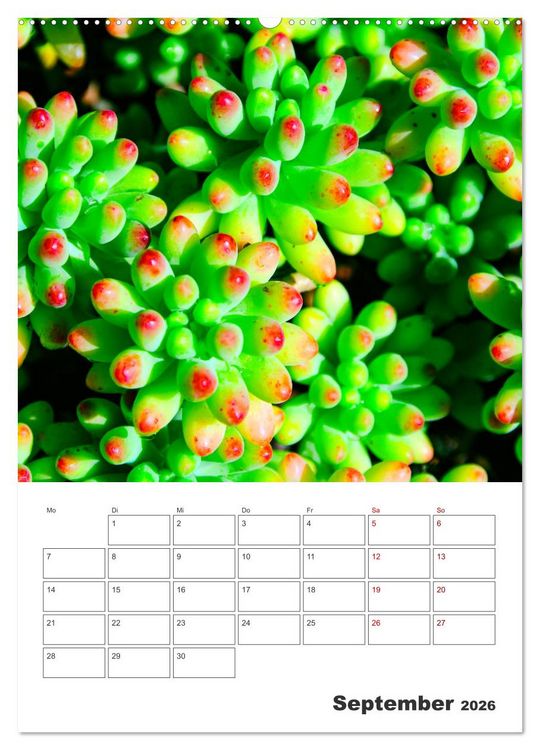 Produktbild: Dornige Sch&ouml;nheiten - Kakteen und Sukkulenten (Wandkalender 2026 DIN A2 hoch), CALVENDO Monatskalender