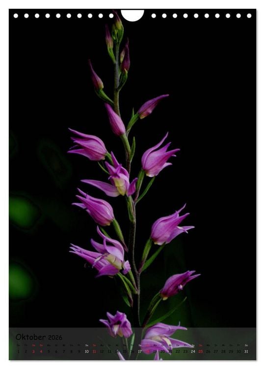 Produktbild: Juwelen der Natur - Ein Orchideensommer (Wandkalender 2026 DIN A4 hoch), CALVENDO Monatskalender