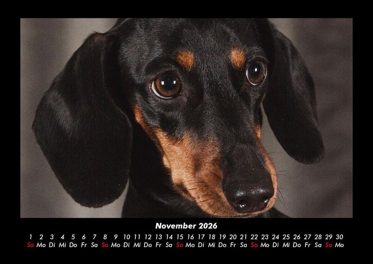 Produktbild: Hundezauber 2026 Fotokalender DIN A3