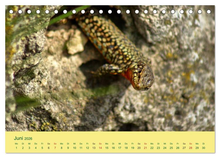 Produktbild: Flinke Eidechsen (Tischkalender 2026 DIN A5 quer), CALVENDO Monatskalender