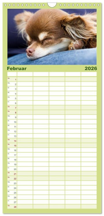 Produktbild: Familienplaner 2026 - Chihuahuas - kleine Herzensbrecher mit 5 Spalten (Wandkalender, 21 x 45 cm) CALVENDO