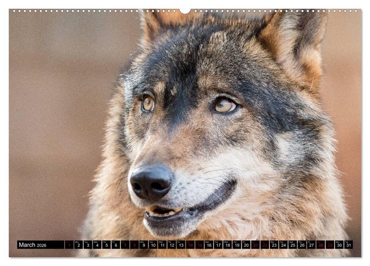 Produktbild: Wolves, Wild Spirits (High Quality Premium Wall Calendar 2026 DIN A2 landscape),CALVENDO 12 Month Wall Calendar
