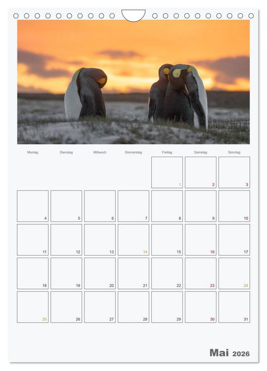 Produktbild: Alltag bei den Pinguinen auf Falkland (Wandkalender 2026 DIN A4 hoch), CALVENDO Monatskalender